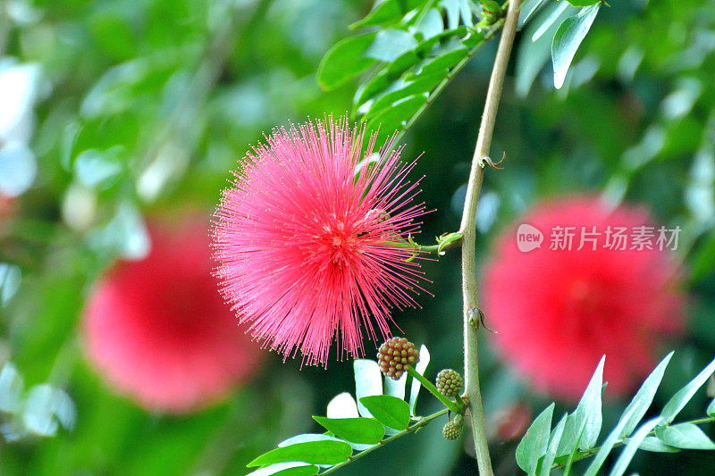 钱婆/红色粉扑&‘白花Albiflora’